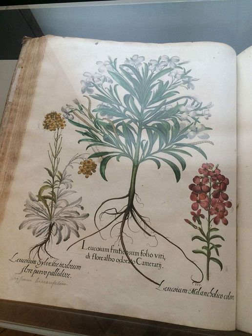 Château d'Ellwangen, Page de livre avec noms de plantes en latin